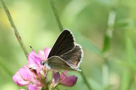 Attēlu rezultāti vaicājumam “Aricia artaxerxes”