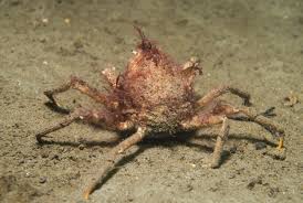 Image result for Hyas coarctatus