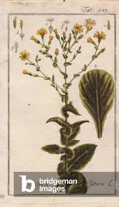 Attēlu rezultāti vaicājumam “Lactuca sativa flower”