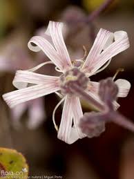 Attēlu rezultāti vaicājumam “Silene nutans”