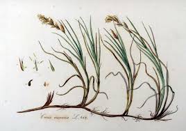 Attēlu rezultāti vaicājumam “Carex arenaria”