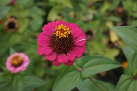 Image result for Zinnia violacea