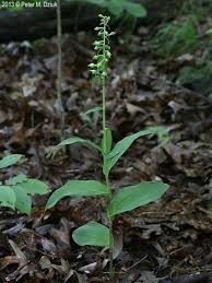 Attēlu rezultāti vaicājumam “Epipactis helleborine flower”