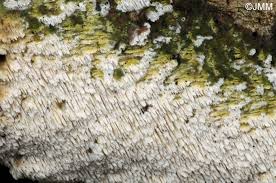 Attēlu rezultāti vaicājumam “Schizopora paradoxa”