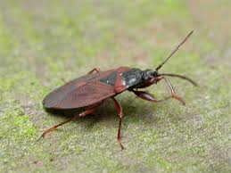 Attēlu rezultāti vaicājumam “Gastrodes grossipes”