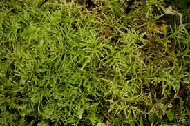 Attēlu rezultāti vaicājumam “Hylocomiastrum umbratum”