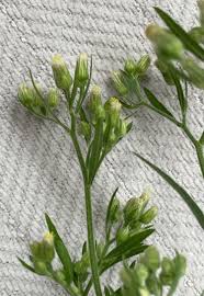 Attēlu rezultāti vaicājumam “Erigeron acris flower”