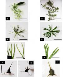 Attēlu rezultāti vaicājumam “Ceratophyllum submersum leaf”