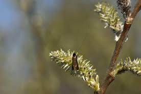 Attēlu rezultāti vaicājumam “Adela cuprella”