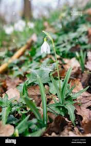 Attēlu rezultāti vaicājumam “Galanthus nivalis flower”