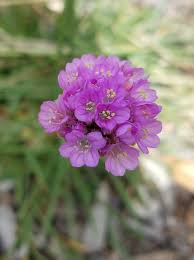 Attēlu rezultāti vaicājumam “Armeria vulgaris”