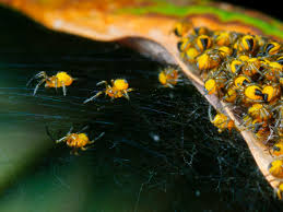 Attēlu rezultāti vaicājumam “Araneus diadematus eggs”