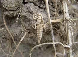 Attēlu rezultāti vaicājumam “Gomphus flavipes”