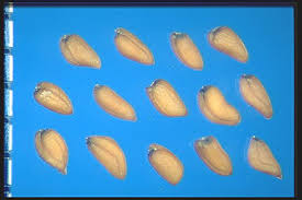 Attēlu rezultāti vaicājumam “Erysimum cheiranthoides fruit”