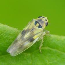 Attēlu rezultāti vaicājumam “Macrosteles sp.”