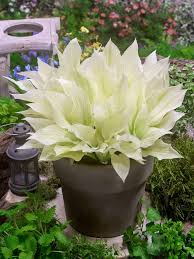 Image result for Hosta White Feather