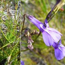 Attēlu rezultāti vaicājumam “Lobeliaceae”