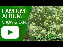 Attēlu rezultāti vaicājumam “Lamium album leaf”