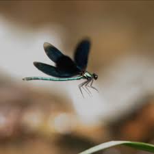 Attēlu rezultāti vaicājumam “Calopteryx virgo male”