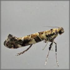 Attēlu rezultāti vaicājumam “Gracillaria syringella imago”