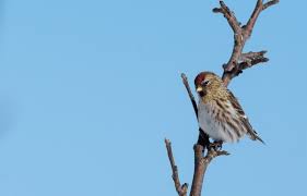 Attēlu rezultāti vaicājumam “Carduelis flammea female”
