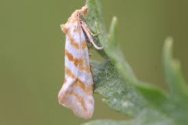 Attēlu rezultāti vaicājumam “Aethes margaritana”