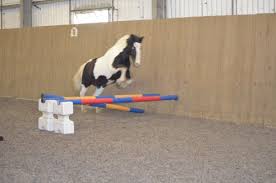 Image result for South Weylands Equestrian