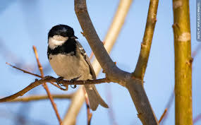 Attēlu rezultāti vaicājumam “Periparus ater adult”