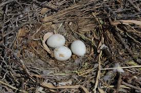 Attēlu rezultāti vaicājumam “Buteo buteo nest”