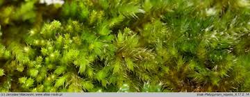 Attēlu rezultāti vaicājumam “Platygyrium repens”