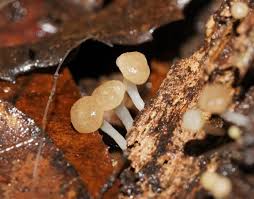 Attēlu rezultāti vaicājumam “Vibrissea decolorans”