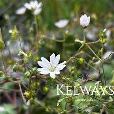 Attēlu rezultāti vaicājumam “Geranium pyrenaicum flower”