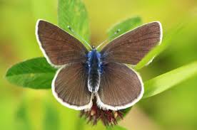 Attēlu rezultāti vaicājumam “Cyaniris semiargus”