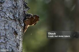 Attēlu rezultāti vaicājumam “Phellinus chrysoloma”