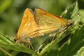Attēlu rezultāti vaicājumam “Ochlodes sylvanus female”