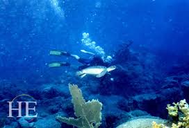 Image result for Worcester Divers Octopush Club