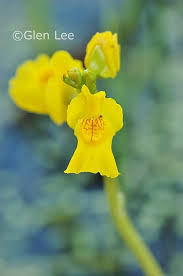 Attēlu rezultāti vaicājumam “Utricularia vulgaris flower”