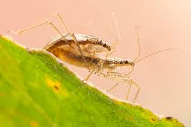 Attēlu rezultāti vaicājumam “Nabis limbatus”