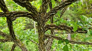 Attēlu rezultāti vaicājumam “Ulmus minor f. suberosa”