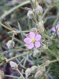 Attēlu rezultāti vaicājumam “Spergularia rubra flower”