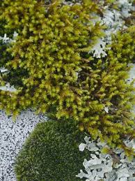 Attēlu rezultāti vaicājumam “Hedwigia ciliata”