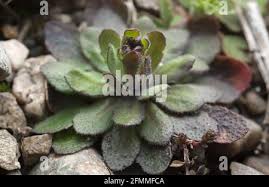 Attēlu rezultāti vaicājumam “Erophila verna fruit”