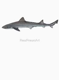 Image result for Mustelus antarcticus