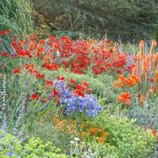 Image result for Lychnis coronaria alba