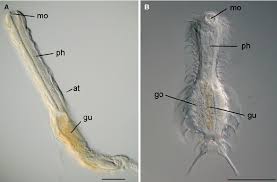 Attēlu rezultāti vaicājumam “Comatricha elegans var. microspora macro”