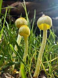 Attēlu rezultāti vaicājumam “Bolbitius vitellinus”