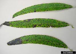 Attēlu rezultāti vaicājumam “Melampsora epitea”