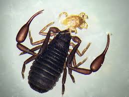 Attēlu rezultāti vaicājumam “Chelifer cancroides”