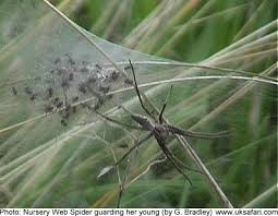 Attēlu rezultāti vaicājumam “Pisaura mirabilis cocoon”