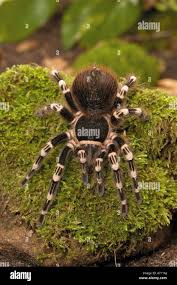 Znalezione obrazy dla zapytania geniculata